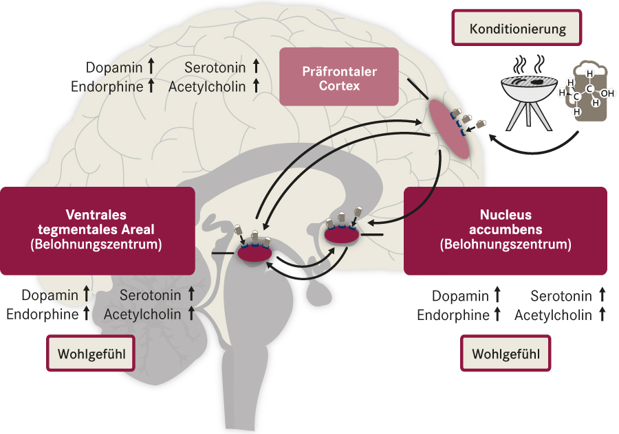Auswirkung Von Alkohol Auf Das Gehirn