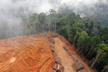 Der größte Waldvernichter ist der Mensch: Gesunder Wald wird umgewandelt in Nutzflächen für die Landwirtschaft. Unser Konsum von Fleisch, Soja, Palmöl & Co. steht in direktem Zusammenhang mit dem Verschwinden von Wald auf der ganzen Welt.(Bild: shutterstock)